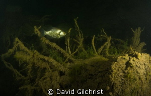 Crappie with tree stump, in local quarry by David Gilchrist 